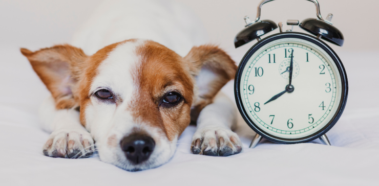 Le changement d’heure et son impact sur les chiens : comment les aider à s’adapter ?